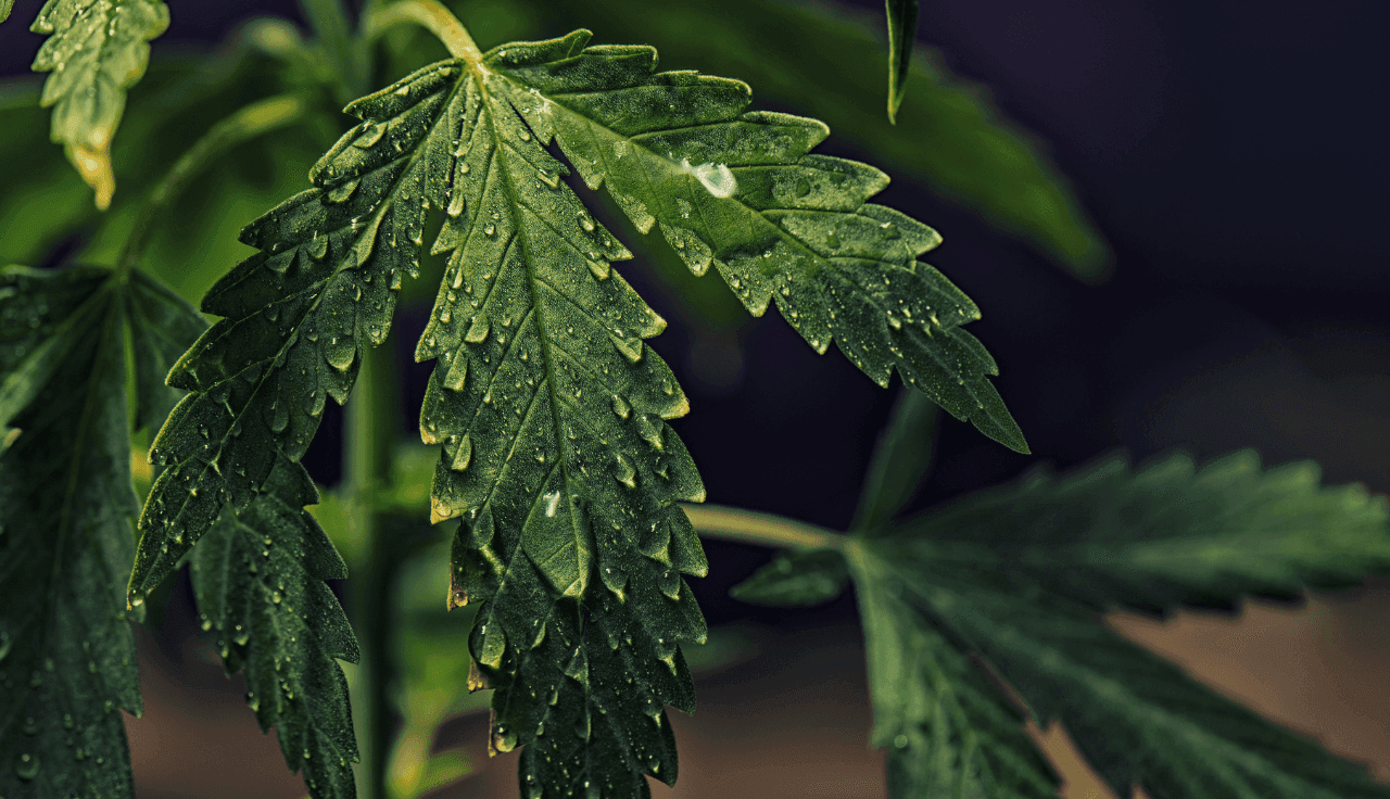 Hanfblatt mit Tropfen