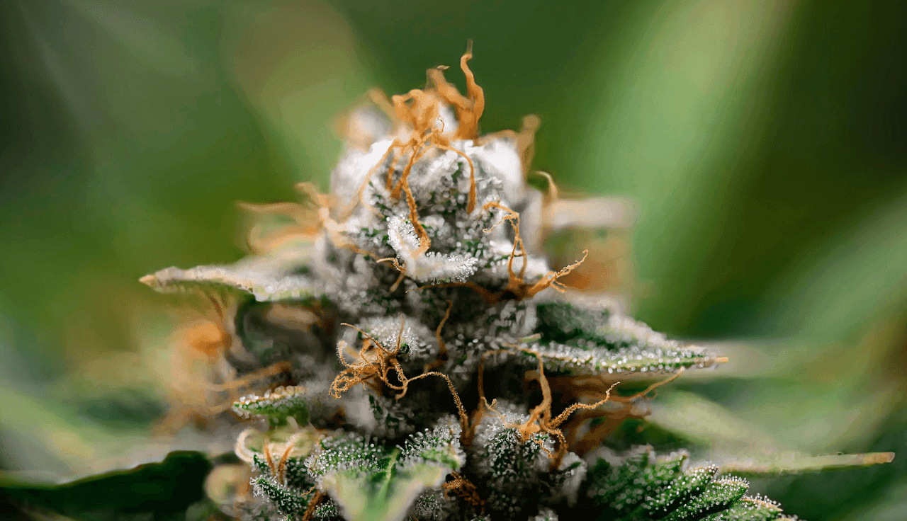 Nahaufnahme Cannabisblüte