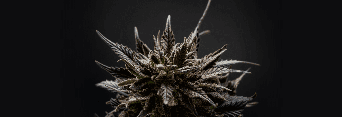 schwarzer Hintergrund und eine dunkle Cannabisblüte